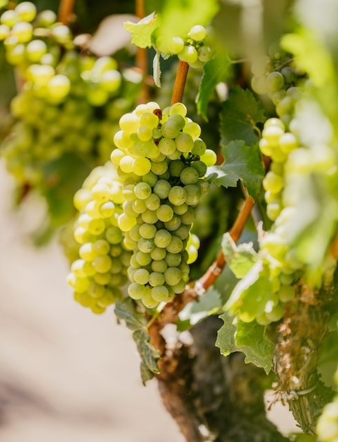 Chardonnay grapes on vine