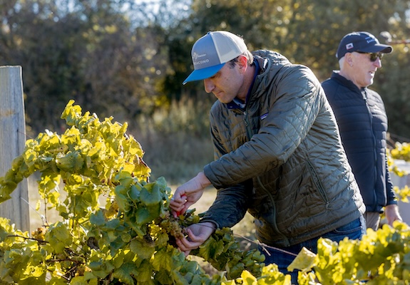 steve harvesting